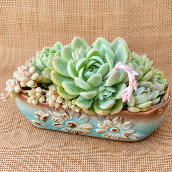 succulent presents