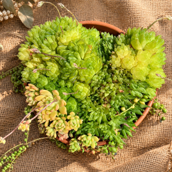 Succulent gift for valentine Succulent gift for valentine