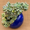 Succulent Gift Sedum Pachyphyllum