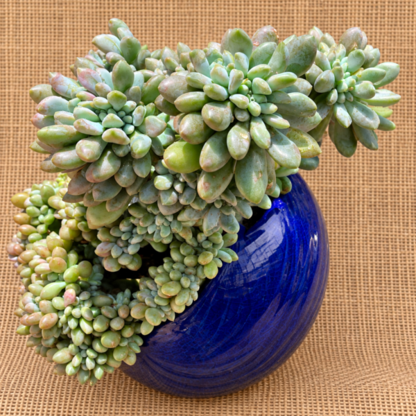 Succulent Gift Sedum Pachyphyllum
