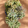Succulent Gift Sedum Pachyphyllum