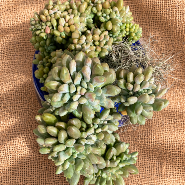 Succulent Gift Sedum Pachyphyllum