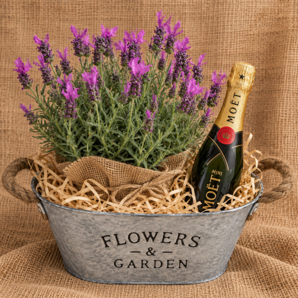 LAVENDER with champagne
