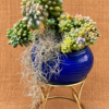 Sedum pachyphyllum