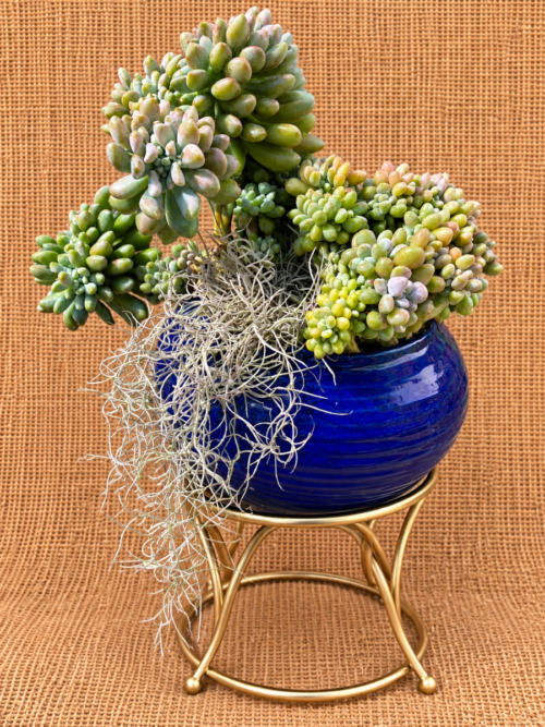 Sedum pachyphyllum