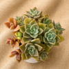 succulents in a pot