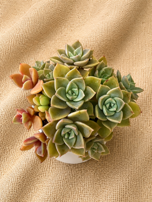 succulents in a pot