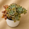 Succulent Plant
