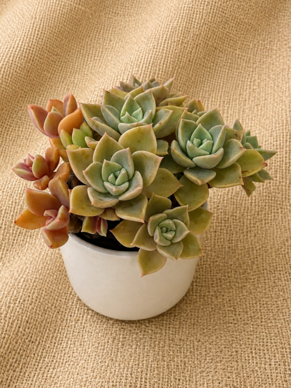 Succulent Plant