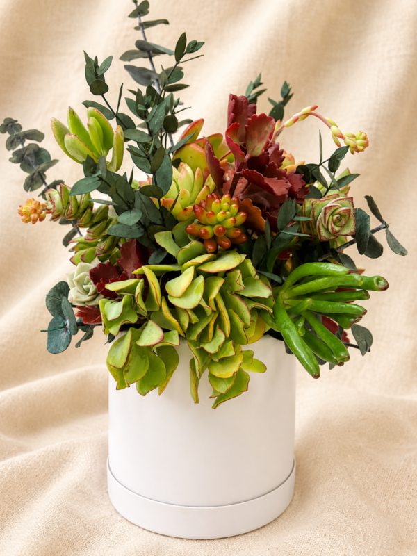 Succulent Arrangement