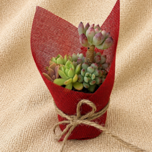 Succulent gift wrapped