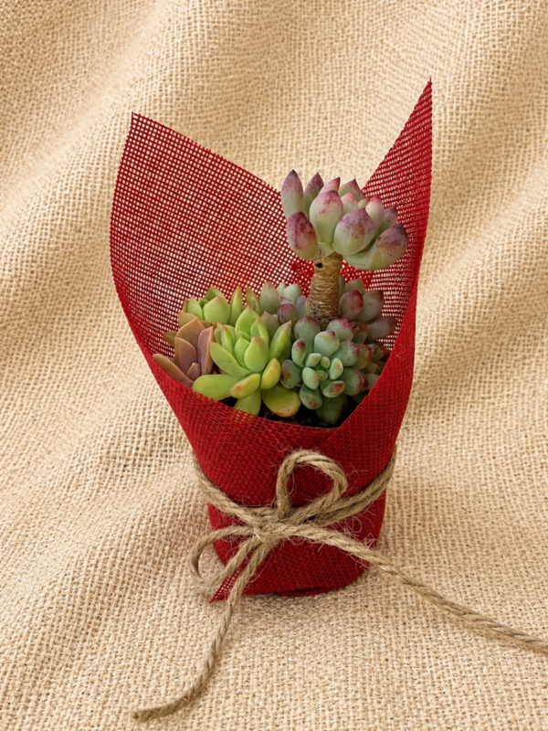 Succulent gift wrapped
