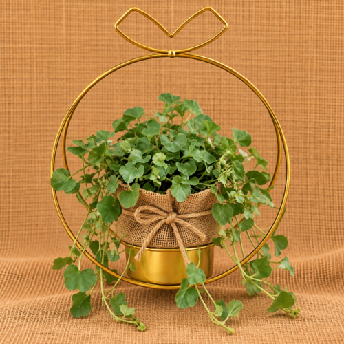 housewarming plant gift