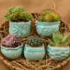 succulent gift