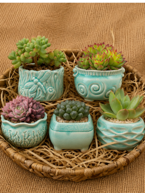 succulent gift