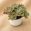 succulent plant
