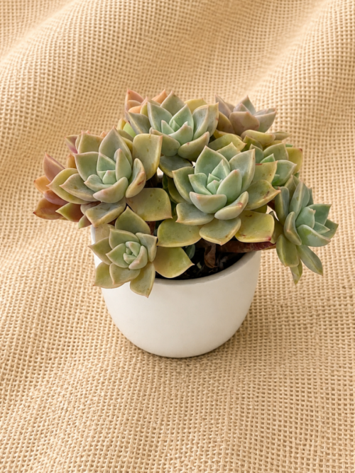 succulent plant