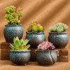 succulent plant gift delivery
