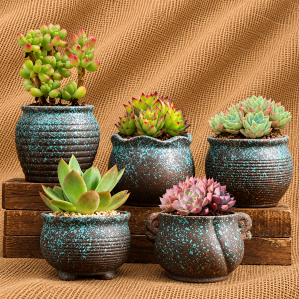 succulent plant gift delivery