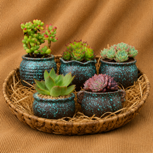 succulent plant gifts