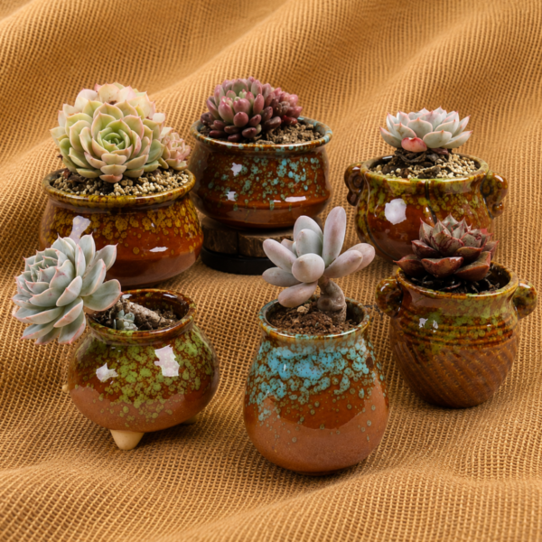 Succulent Presents | Gift For Succulent Lovers