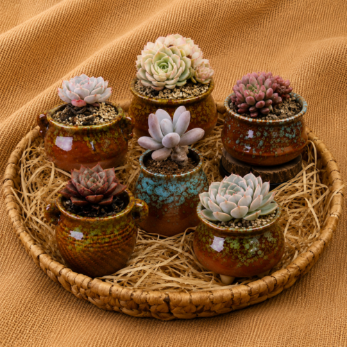 succulent presents